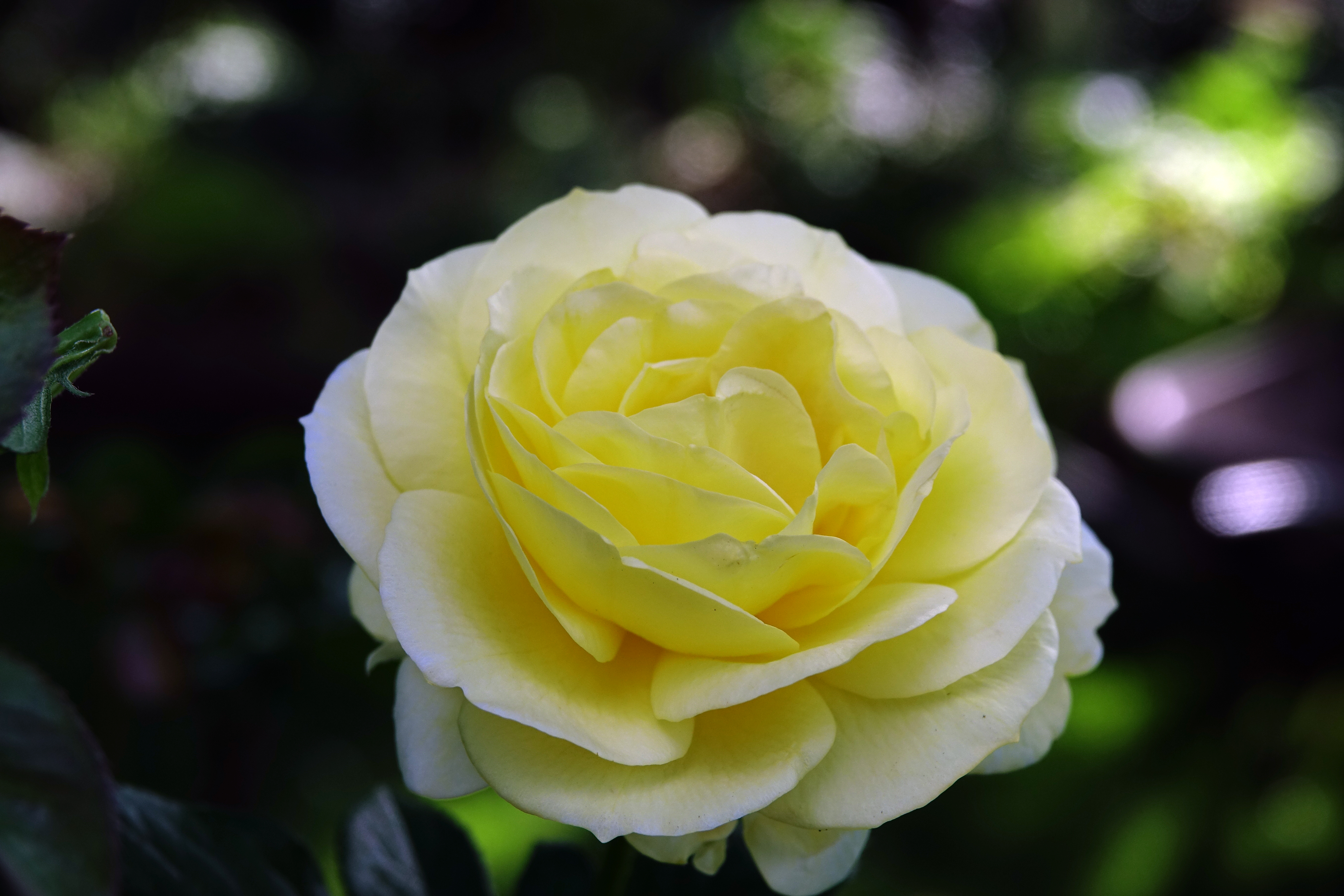 ©SUNFLOR - Primavera